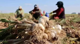 Aksaray'dan Dünyaya Organik Sarımsak İhracı Başladı