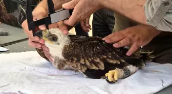 Şah kartalları ve leylekler halkalanıyor