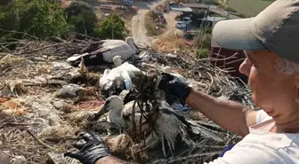 Ayağına İp Dolanan Yavru Leylek Kurtarıldı