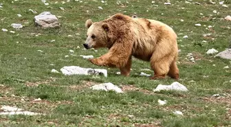 Ayı saldırısına uğrayan genç hayatını kaybetti