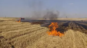 Mardin'de orman yangını rüzgarın etkisiyle büyüdü!