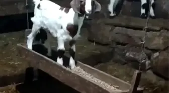 Bolu'da Oğlak Salıncakta Sallanırken Görüntülendi