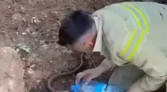 Ayvacık'taki Yangından Etkilenen Oluklu Kertenkeleye Merhamet