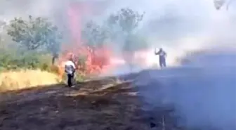 Siirt'te Yangın: 100 Fıstık Ağacı Zarar Gördü