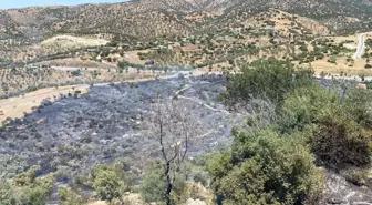 Aydın'da Zeytinlikte Yangın Kontrol Altına Alındı