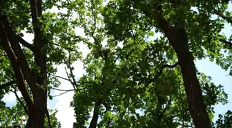 Edirne'de Ağaçta Mahsur Kalan Kedi, Valinin Yardımıyla Kurtarıldı