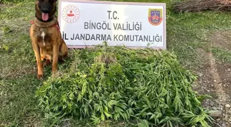 Bingöl'de Jandarma Operasyonları: 14 Bin Kök Kenevir Ele Geçirildi