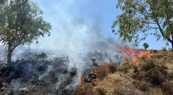 Bodrum'da Makilik Alanda Yangın Çıktı