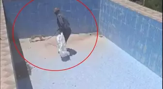 Boş Yüzme Havuzuna Düşen Yavru Tilki Kurtarıldı