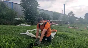 Pınaraltı Mahallesi'nde ÇAYKUR Fabrikasından Kaynaklanan Kömür Tozu Sorunu