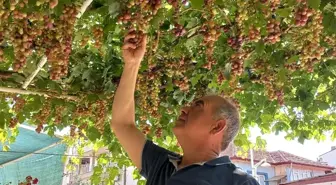Manisa'da Yılın İlk Üzümleri Tüketilmeye Başlandı