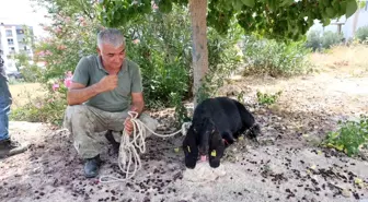Kozan'da Kaybolan Kurbanlık Keçi 10 Gün Sonra Bulundu