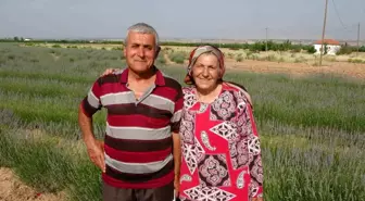 Malatya'da Lavanta Üretimi İle Tarıma Örnek Oluyorlar