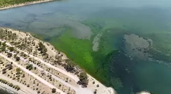 İzmir'de Çakalburnu Lagünü'nde Deniz Yosunları Artışı