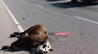 Amasya'da Otomobil İneğe Çarptı, İnek Telef Oldu