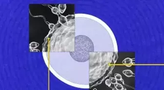 Sperm neden hâlâ bu kadar gizemli?