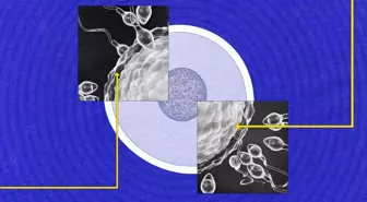 Sperm neden hâlâ bu kadar gizemli?