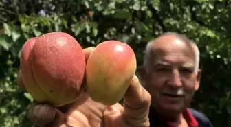 Kuru Kayısının Fiyatları Uçtu: Kilosu 1000 Lirayı Aştı