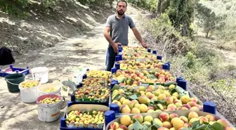Hatay'da Kayısı Hasadı Başladı: Fiyatlar 50 TL ile 70 TL Arasında