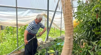 Antalya'nın Alanya İlçesinde Papaya Hasadı Başladı
