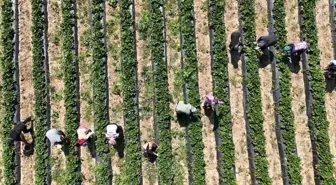 Bursa'da 'Kırmızı Elmas' Kurşunlu Çileğinde İlk Hasat Başladı