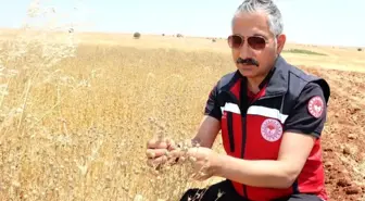 Adıyaman İl Tarım Müdürü Akkan, Besni'de Çörek Otu Hasadına Katıldı
