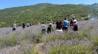 Düziçi'nde Kadın Kooperatifi'nin Lavanta Bahçesi Ziyarete Açıldı