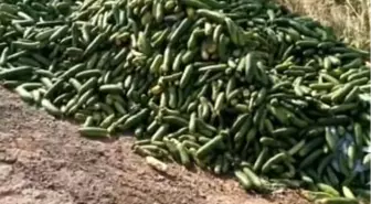 Darıca'da Boş Araziye Atılan Salatalıklar Tepki Çekti