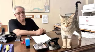 Anne Kedi, Yavrularını Ofise Taşıdı