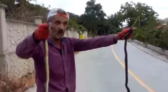 Düzce'de Yılanları Elle Yakalayan Adamın Anları Kamerada