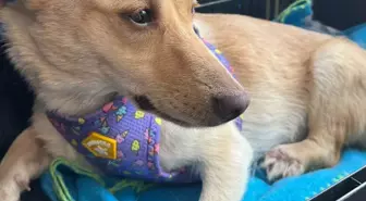 Şiddet Gören Sokak Köpeği 'Hayat', Almanya'da Sahiplendirildi