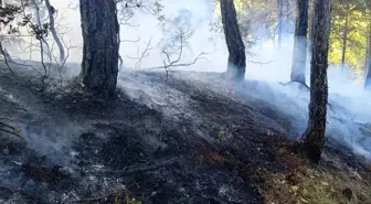 Bolu'nun Mudurnu İlçesinde Orman Yangını Kontrol Altına Alındı