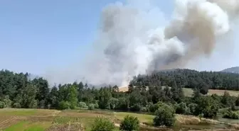 Bursa'da Ormanlık Alanda Yangın Çıktı