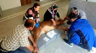 Kastamonu Üniversitesi Hayvan Hastanesi'nde Başarılı Ameliyat