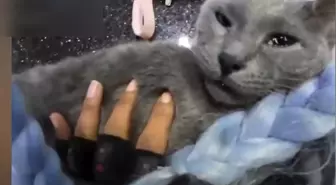 Esenyurt'ta Kalbi Duran Kedi İçin Motokurye İle Yarışan Kadın