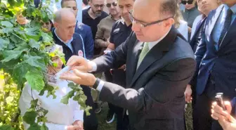 Giresun'da Fındık Tarımını Koruma Mücadelesi: Samuray Arıları Doğaya Salındı