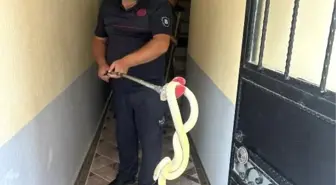 Gönen'de Apartman Dairesine Yılan Girdi