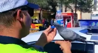 Erzincan'da Trafik Polisi Güvercine Yardım Etti