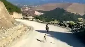 Kastamonu'da Kırık Ayağı ile Yavru Ceylan Tedavi Altına Alınacak