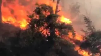 Aydın'da Fıstık Çamları Ormanında Yangın Çıktı