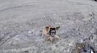 Sinop'ta Köpeğin Dronu Takibi Gülümsetti
