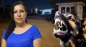 Saldırgan köpekleri almaya giden muhtarı bahçeye kilitlediler