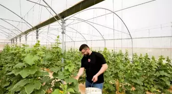 TİKA'dan Filistin'e Sürdürülebilir Tarım Projesi