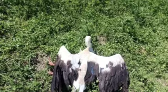 Konya'da Yaralı Leylek Bulundu