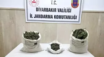 Diyarbakır'da Kenevir ve Esrar Operasyonu: 22 Bin Kök Ele Geçirildi