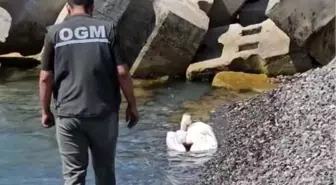 Kastamonu'da Yaralı Pelikan Tedavi Altına Alındı
