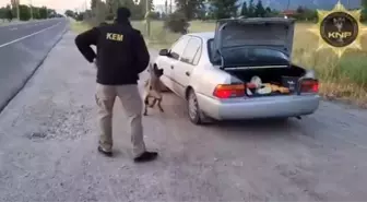 Kütahya'da Narkotik Köpeği Thor Uyuşturucu Operasyonunda Başarı Elde Etti