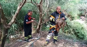 Hatay'da Kuyuya Düşen Çakal Kurtarıldı