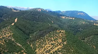 Manisa'da Orman Yangını Kontrol Altına Alındı