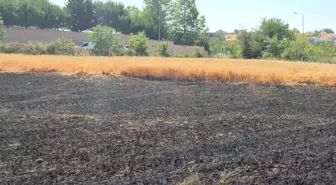 Tekirdağ'da Çıkan Yangın, 30 Dönüm Buğday Tarlasını Küle Çevirdi